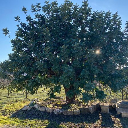 Willa Trullo Della Selva Alberobello Zewnętrze zdjęcie